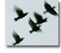 Photo of birds flying in blue sky