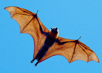 flying fox